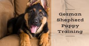 German Shepherd Training Beginners Guide The Dog Training