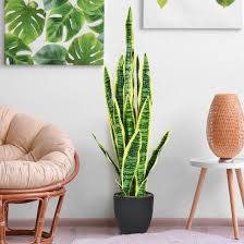 top 5 ornamental indoor plants for home