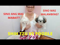 toy poodle vs shih tzu ano ang