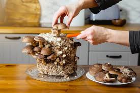 How To Grow Mushrooms At Home A Step