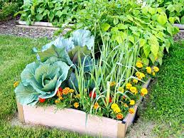 For example, even just one plant can be super we started a vegetable garden and got tons of vegetables. How To Start A Beginner Vegetable Garden From Scratch Better Homes Gardens