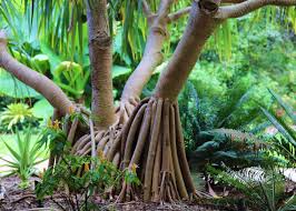 fairchild tropical botanic garden