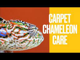 carpet chameleon furcifer lateralis