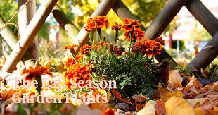 Plants In Your Garden This Fall Season