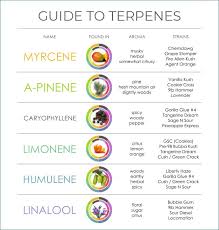 Cbd Terpenes The Ultimate Guide