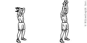 Tricep Exercises By Weight Training Exercises Com
