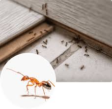 ant exterminator insight pest solutions