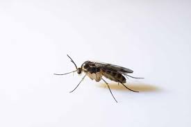 9 ways to get rid of gnats in your home