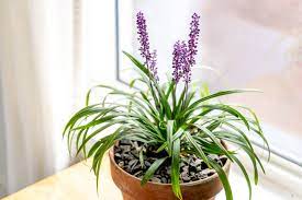 lilyturf indoor plant care growing guide