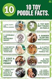 10 incredible toy poodle facts a z