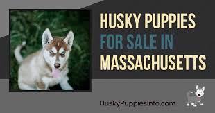 As these new pups become available for adoption, they will be listed on our adoptable dogs page. Siberian Husky Puppies For Sale And Breeders In Massachusetts Ma