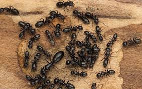 how to tell if you have carpenter ants