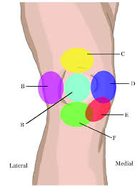 diffeial diagnosis of knee pain