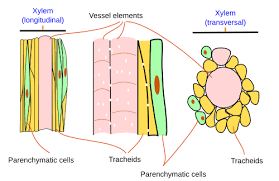 plant tissues vascular atlas of plant