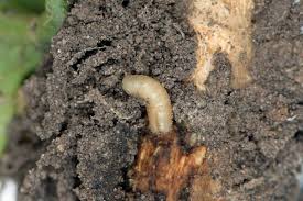 root maggots