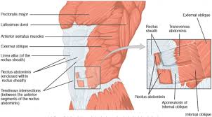 In women, the lowest portion of the abdomen is actually the pelvis and involves the uterus,. Diastasis Recti Abdominis Physiopedia