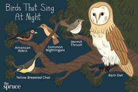 12 birds that sing at night
