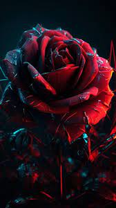 premium photo red roses wallpapers