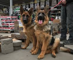 Top working line german shepherd puppies for sale. German Shepherd Puppies For Sale In California German Shepherd Breeder In Placerville Ca