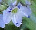 Veronica catenata (Water Speedwell): Minnesota Wildflowers
