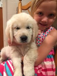 Meet gus, handsome guy, people friendly and pet friendly.great family puppy. Akc English Cream Golden Retrievers Cottonfields Golden Retrievers