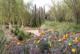 explore desert botanical garden