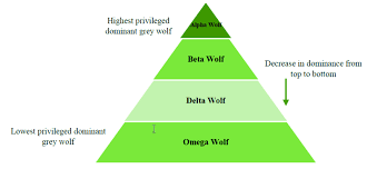 The Dominance Hierarchy Of Grey Wolves Download