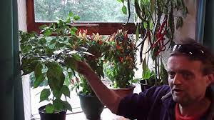 And you can extend the growing season by growing chilis indoors, just like you do with. Allotment Diary How To Grow Chillies Easily This Years Chilli Plants Youtube