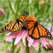 how to attract monarch erflies 10