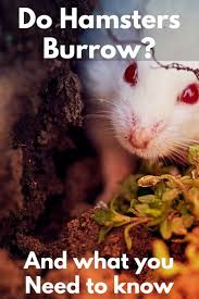 do hamsters burrow and what you need