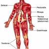 Human anatomy drawing human body anatomy human anatomy and physiology human body muscles major muscles calf muscles muscles in the body human muscular system human body systems. 1