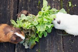 what do guinea pigs eat