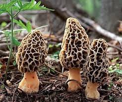 True, they rarely stock up, preferring to eat the most delicious things directly on the ground. Are There Any Animals Who Eat Fungi Mushrooms Quora