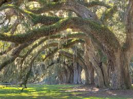 If Trees Could Talk, Live Oaks Would be the Best Storytellers - DeLoach  Sotheby's International Realty