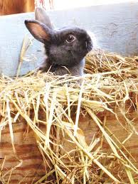 Bedding And Litter For Rabbits Pets