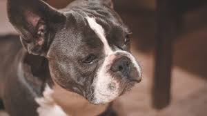 This is our lilac and tan merle french bulldog. The Lilac French Bulldog All About The Rare And Adorable Breed Ihomepet
