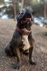 pitbull dog images free on