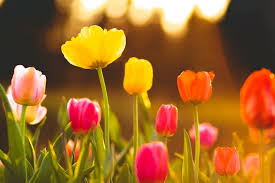 Hindi mo kailangang tanungin kung mahal ka niya kasi sa pagtrato pa lang niya alam mo na. 60 Tulip Quotes To Help You Bloom By Kidadl
