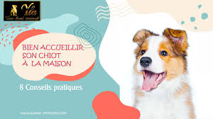 nouveau chiot à la maison