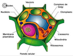 esquema de célula vegetal fotos