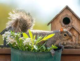 keep squirrels out of your potted plants