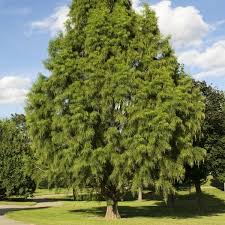 Deciduous Bald Cypress Tree Hd7076