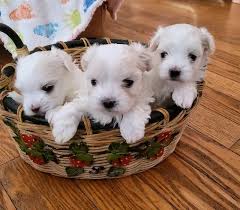 angelic maltese puppies home of mini pups