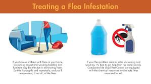 understanding fleas in the fall lloyd
