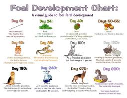 Foal Development Chart See Whats Happening Inside Your
