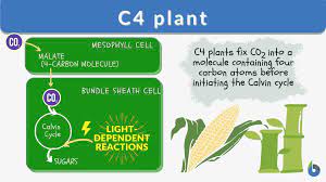 c4 plant definition and exles