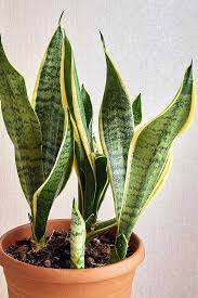 guide to basic care of houseplants