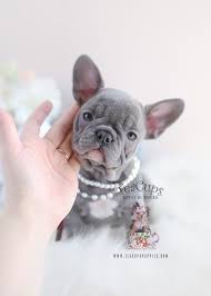 Lilac & tan french bulldog puppies. Lilac French Bulldog Puppy By Teacup Puppies And Boutique Frenchbulldog Frenchie Bluefrenchie French Bulldog Puppies Lilac French Bulldog Bulldog Puppies