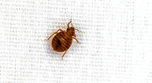 does the dryer kill bed bugs pure