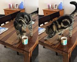 cat buries coffee